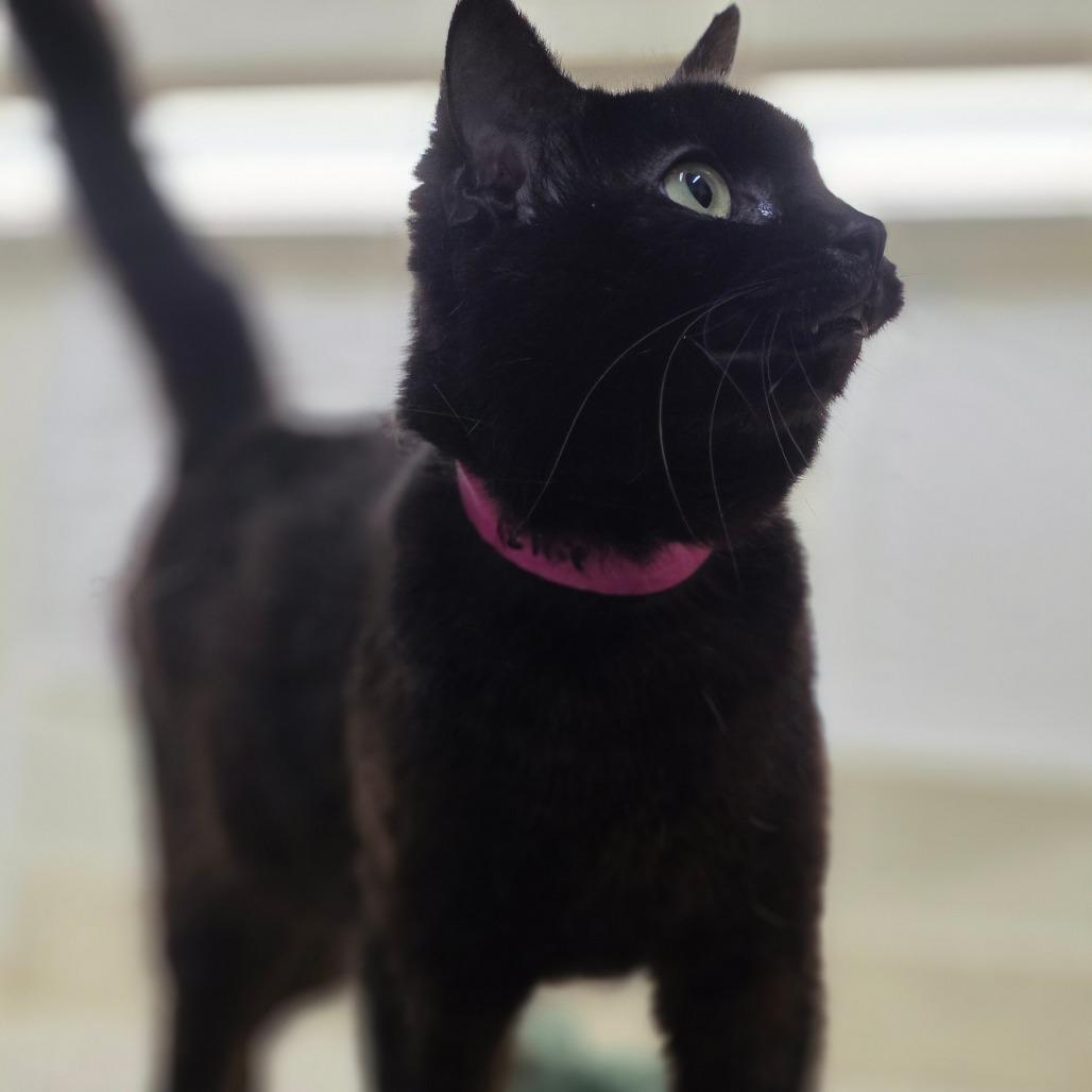 Enlarge Ellie Kam, a Adoptable Domestic Short Hair in Auburn, AL image 3/6