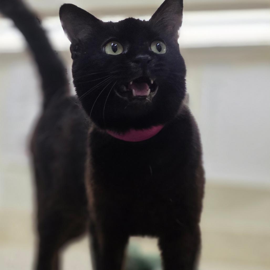 Enlarge Ellie Kam, a Adoptable Domestic Short Hair in Auburn, AL image 4/6