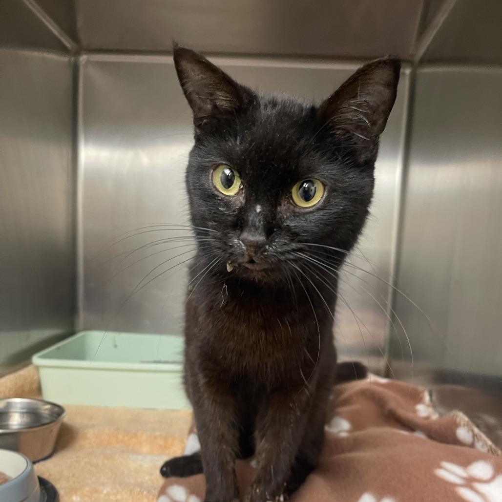 Enlarge Ellie Kam, a Adoptable Domestic Short Hair in Auburn, AL image 5/6