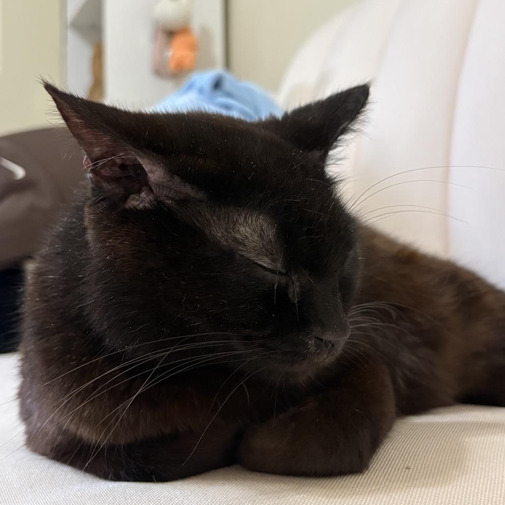 Enlarge Ellie Kam, a Adoptable Domestic Short Hair in Auburn, AL image 6/6