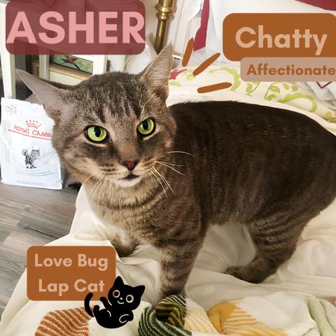 Asher, Adoptable, Adult Male American Shorthair.