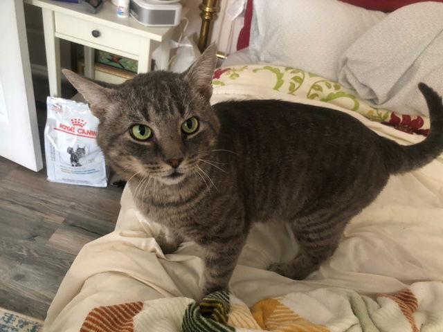Asher, Adoptable, Adult Male American Shorthair.