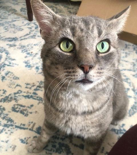 Enlarge Asher, a Adoptable American Shorthair in Pikesville, MD image 2/3