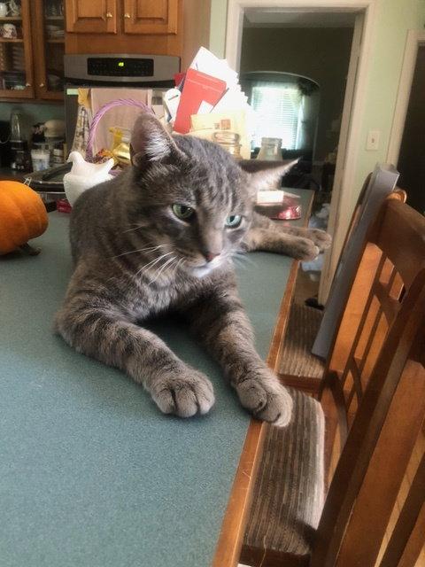 Enlarge Asher, a Adoptable American Shorthair in Pikesville, MD image 2/3