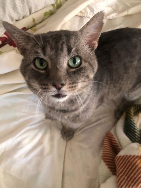 Enlarge Asher, a Adoptable American Shorthair in Pikesville, MD image 3/3