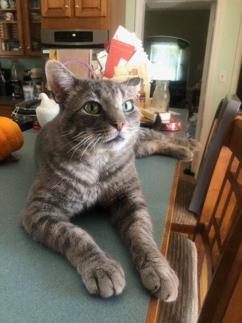 Enlarge Asher, a Adoptable American Shorthair in Pikesville, MD image 3/3