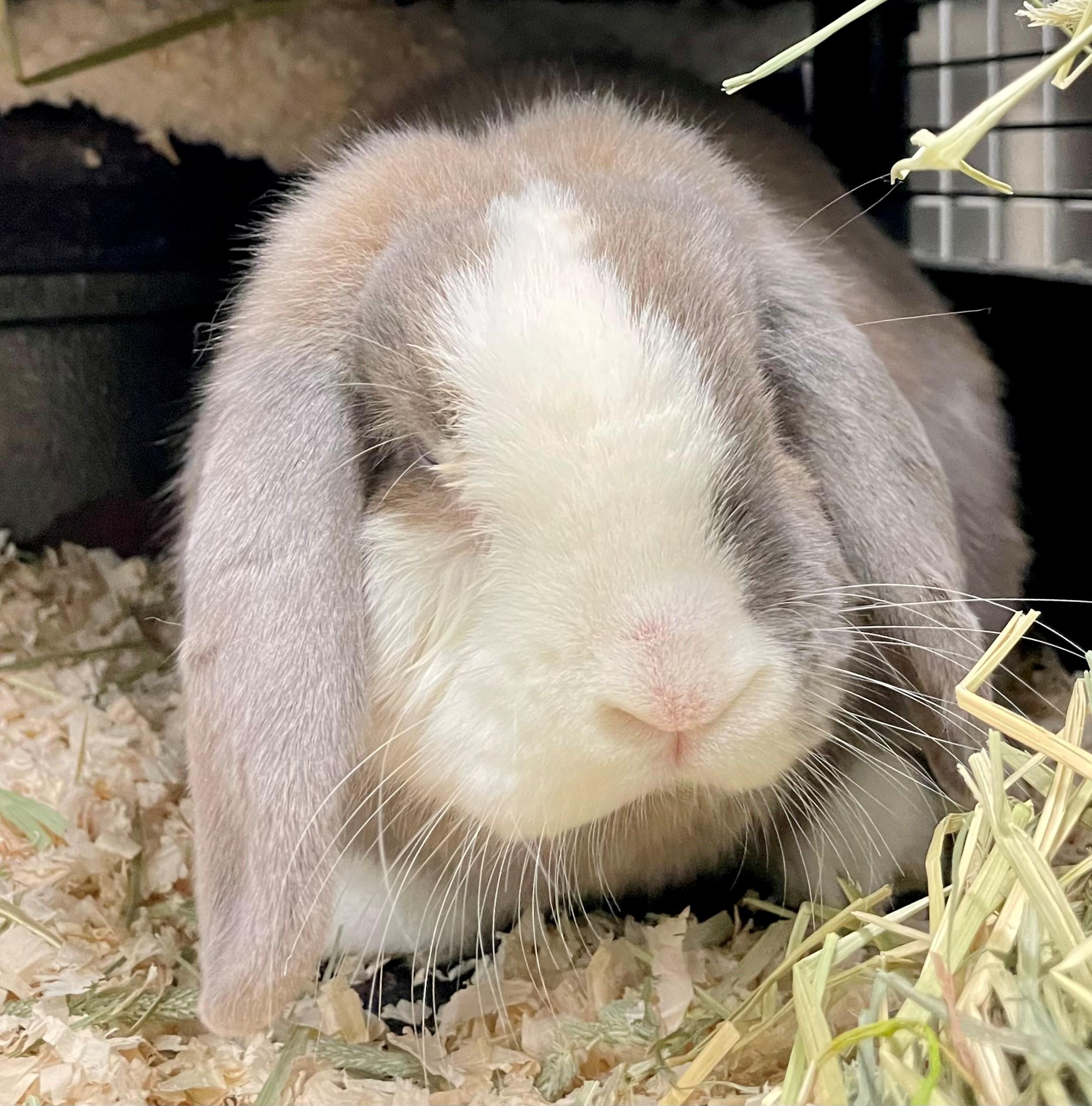 Enlarge Solene, a ADOPTABLE English Lop in Hamilton, ON image 3/4