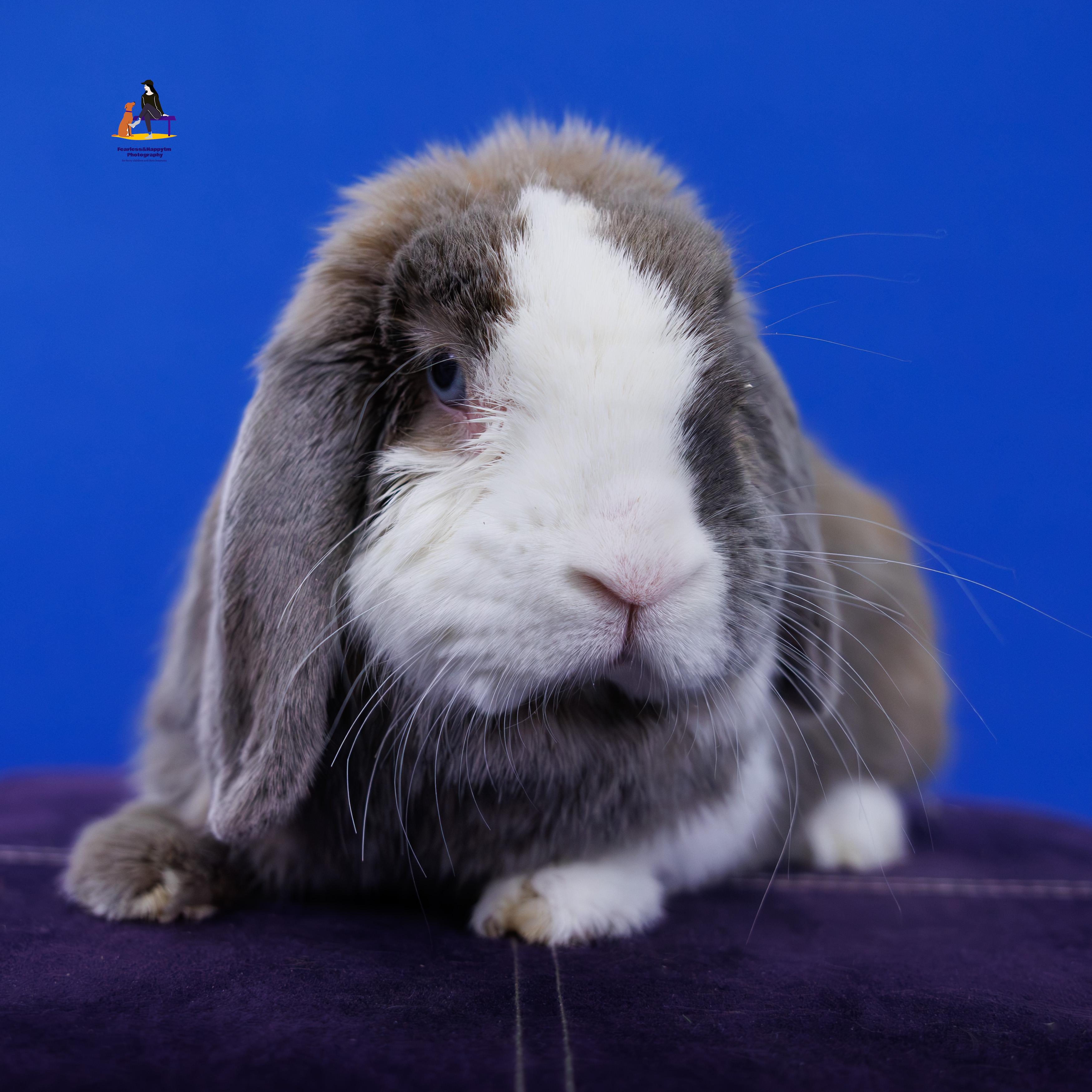 Solene, a ADOPTABLE English Lop in Hamilton, ON image 6/6