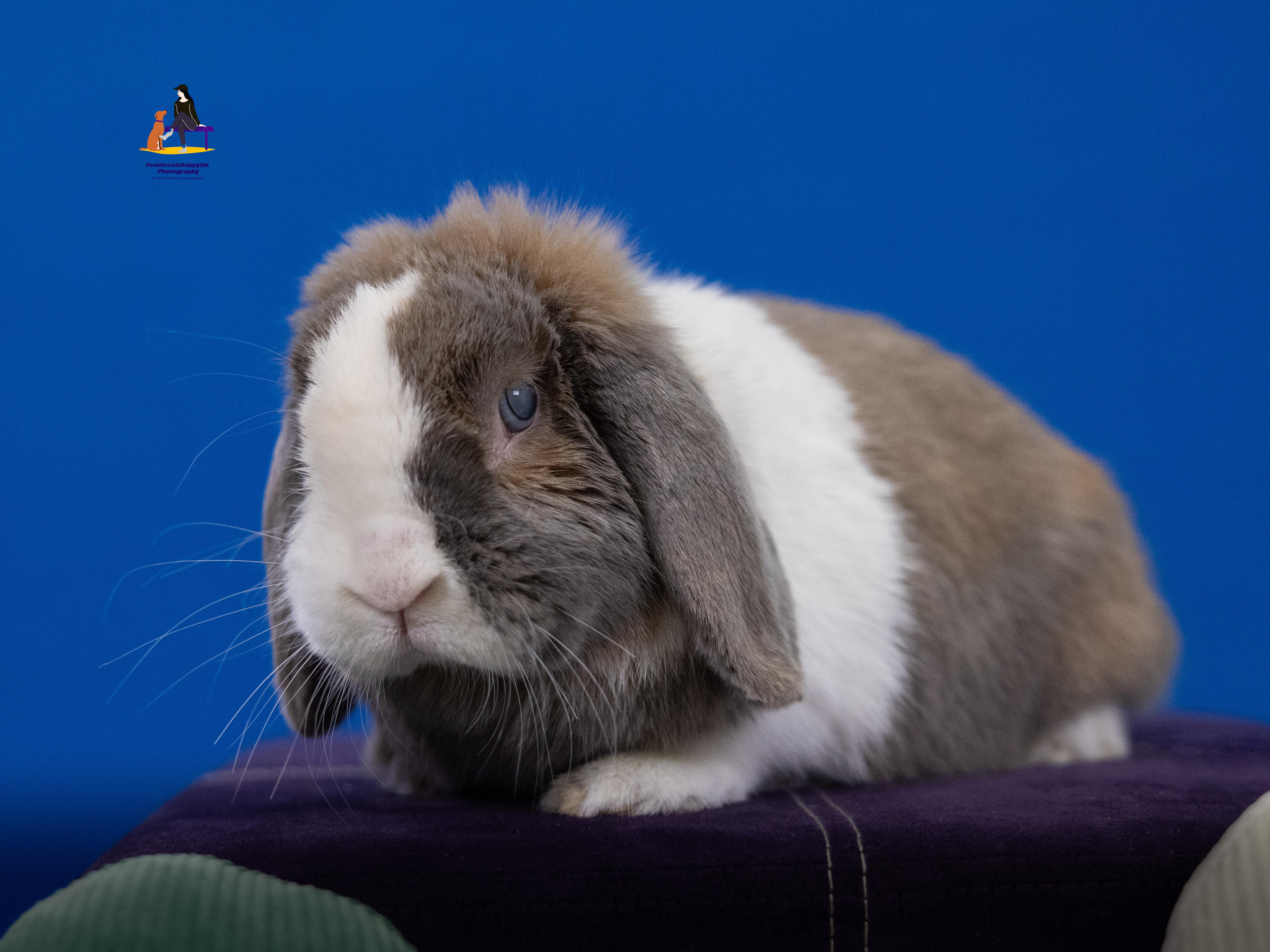 Solene, a ADOPTABLE English Lop in Hamilton, ON image 5/6