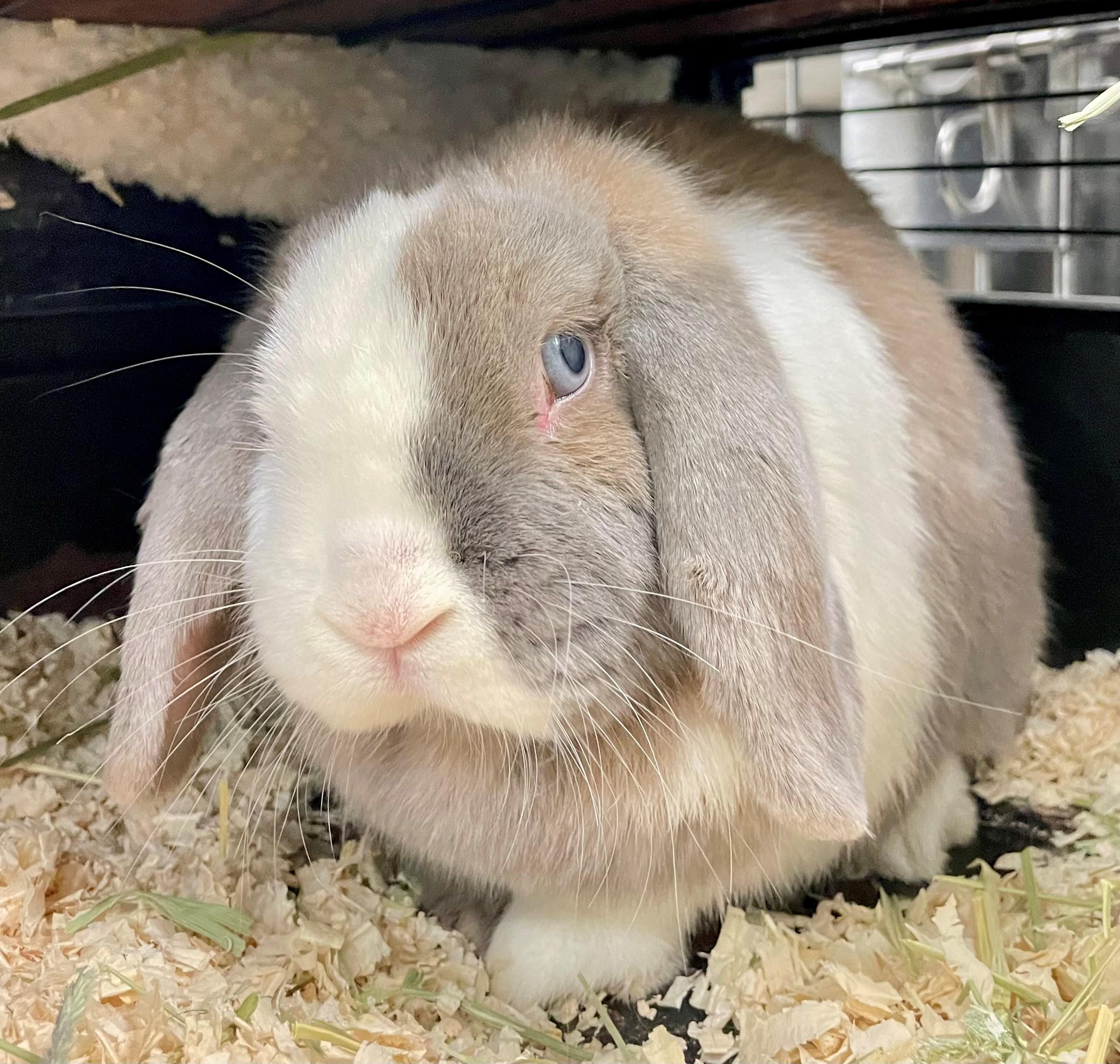 Enlarge Solene, a ADOPTABLE English Lop in Hamilton, ON image 4/4