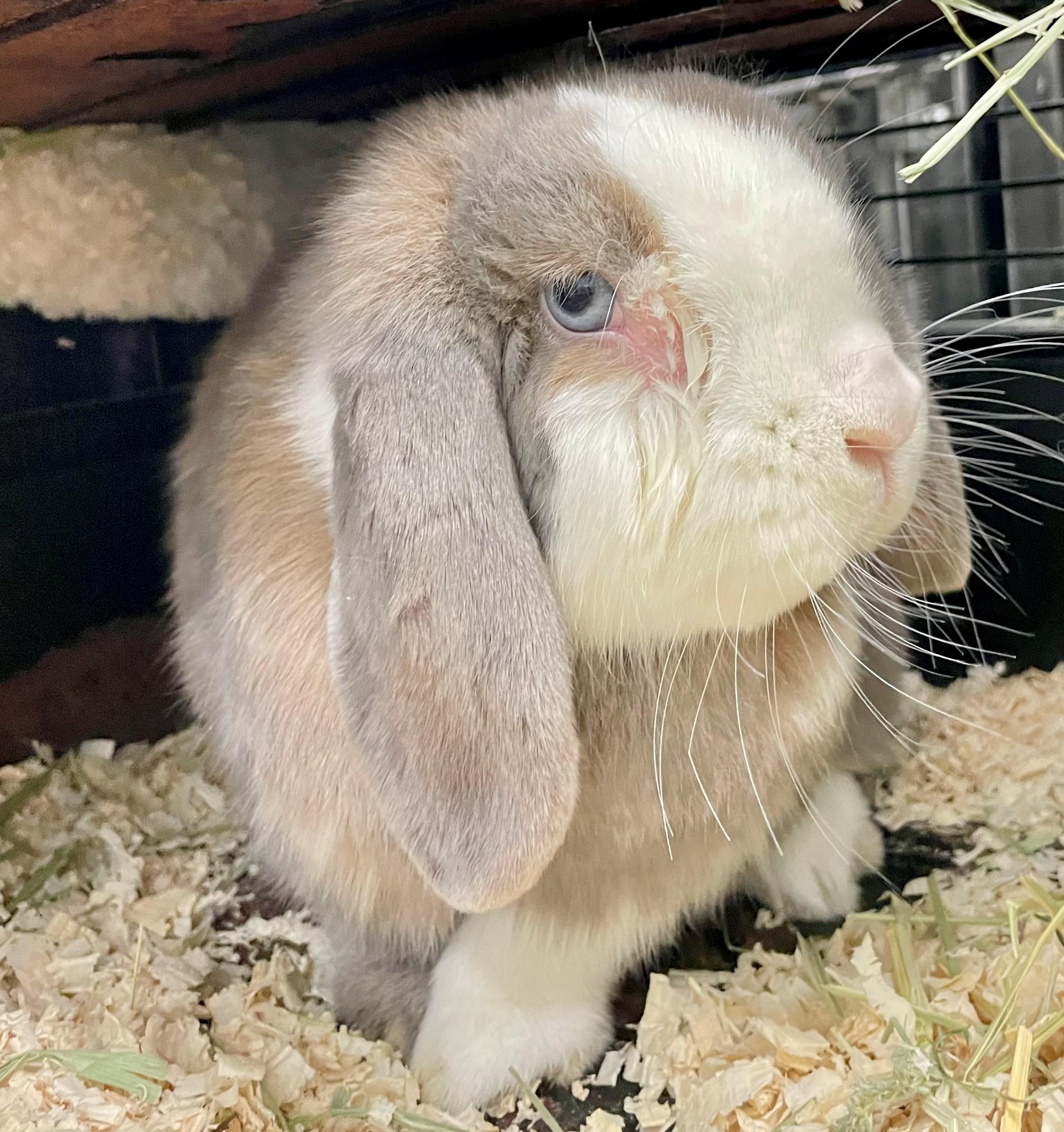 Enlarge Solene, a ADOPTABLE English Lop in Hamilton, ON image 1/4