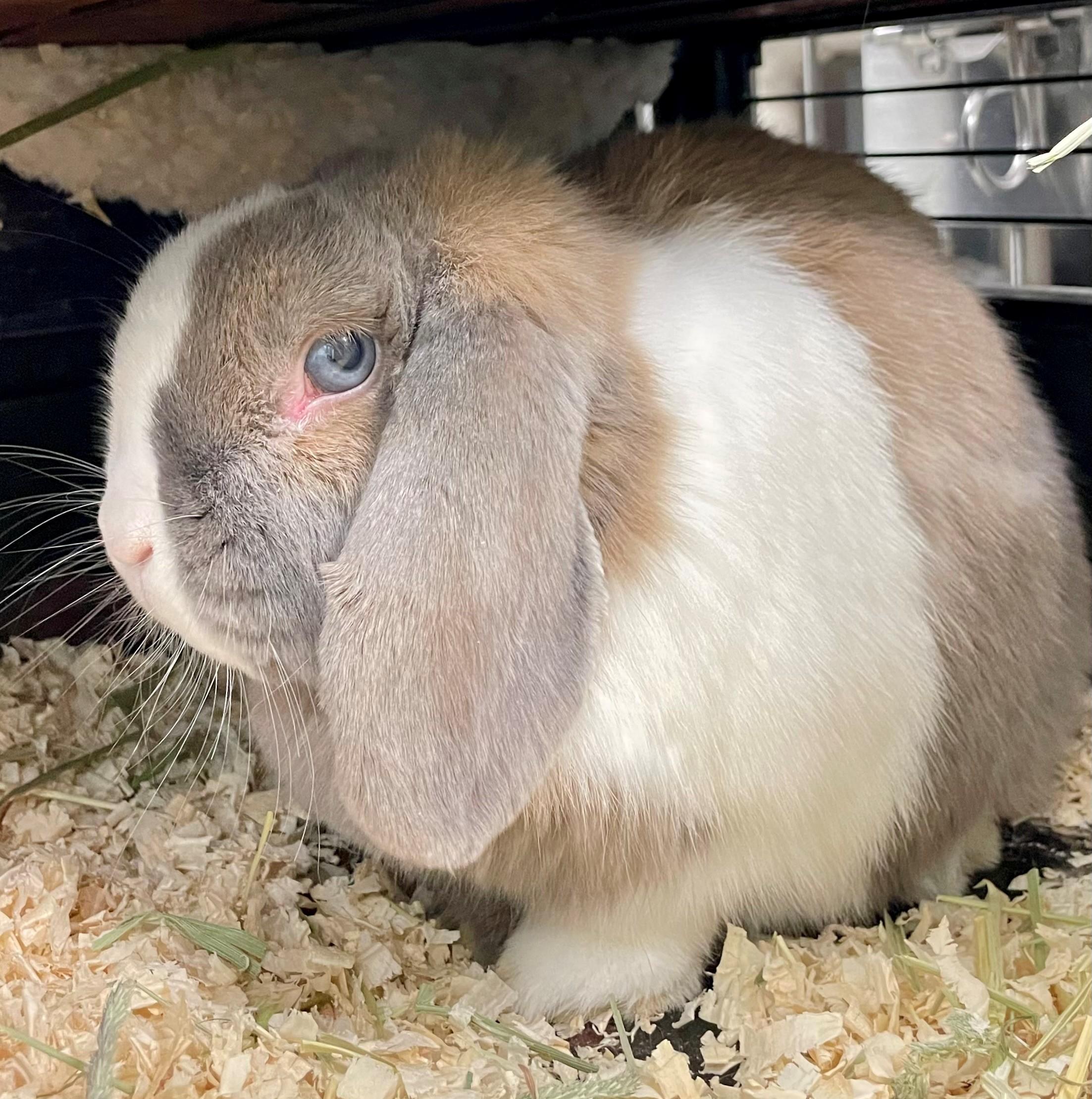 Enlarge Solene, a ADOPTABLE English Lop in Hamilton, ON image 2/4