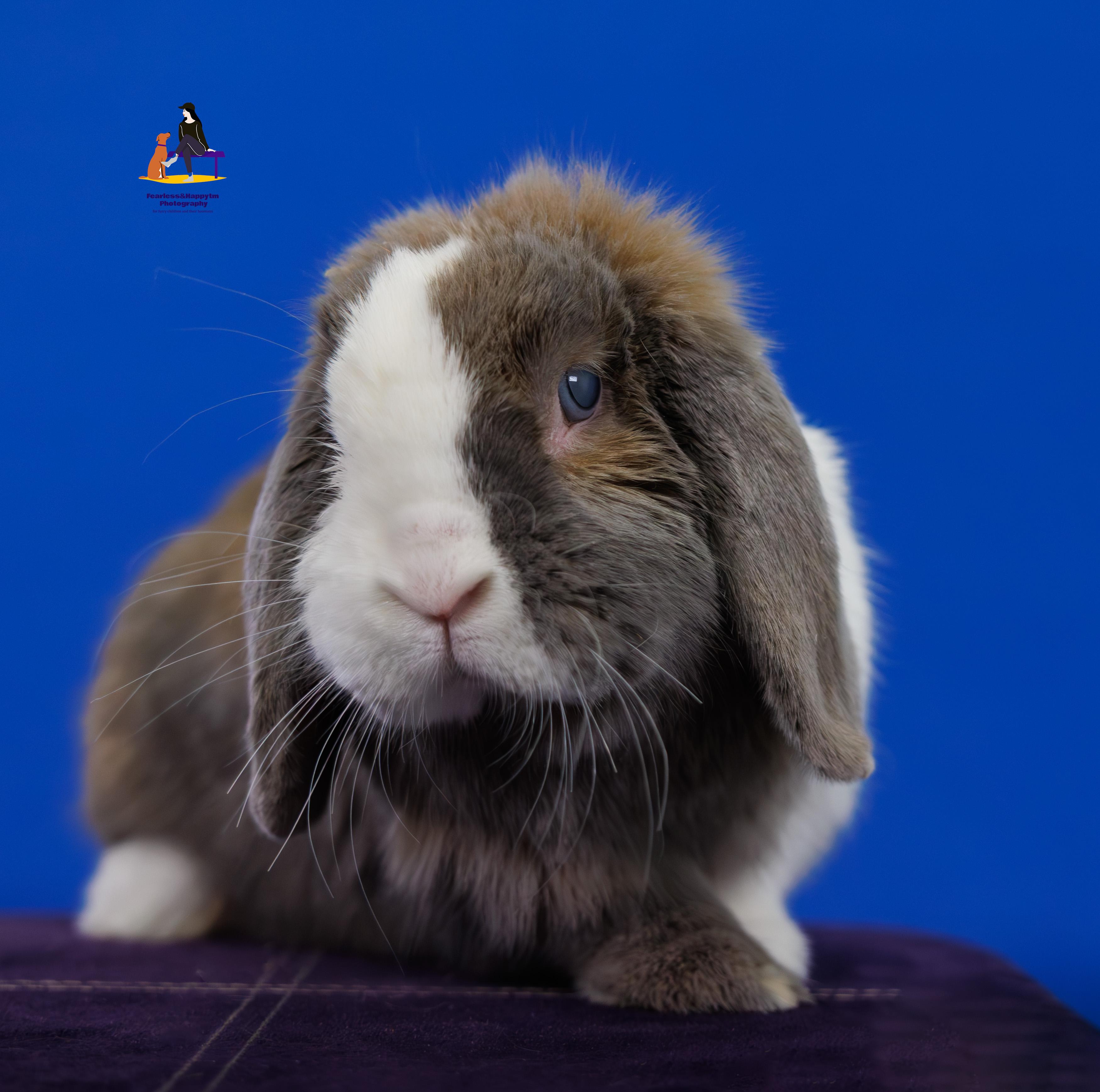 Solene, ADOPTABLE, Adult Female English Lop.