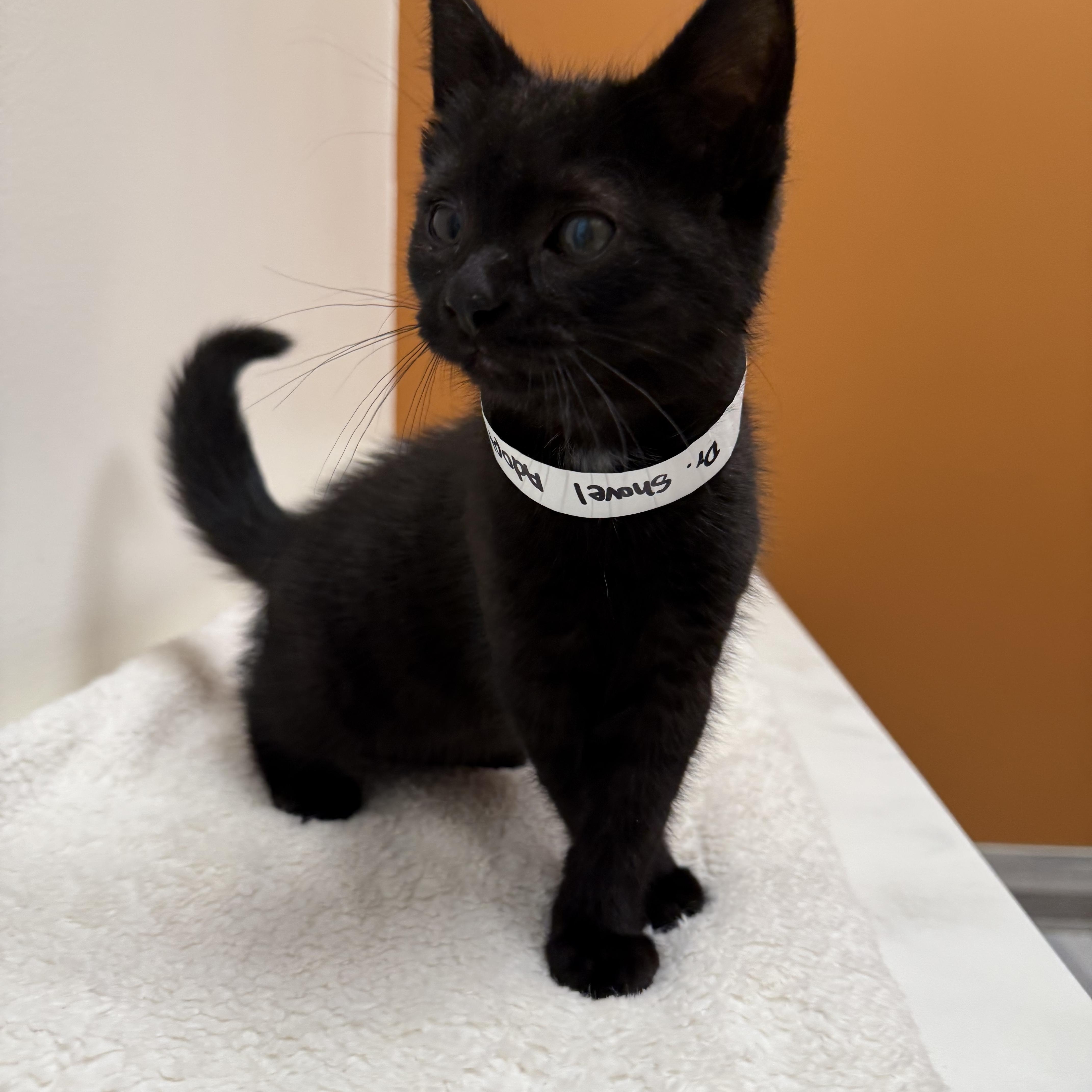 Dr. Shovel, a Adopted Domestic Medium Hair in Crown Point, IN image 1/2