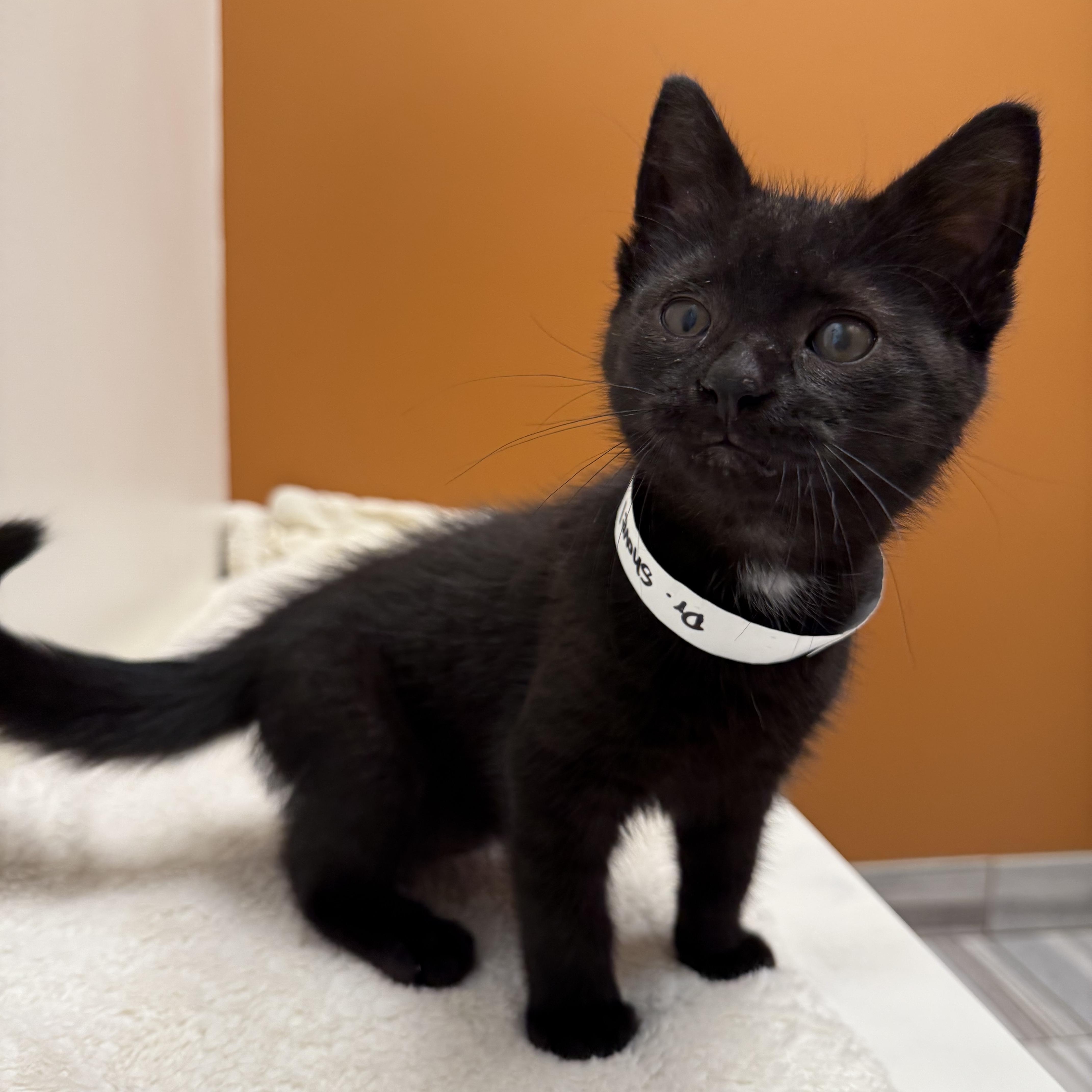 Dr. Shovel, a Adopted Domestic Medium Hair in Crown Point, IN image 2/2