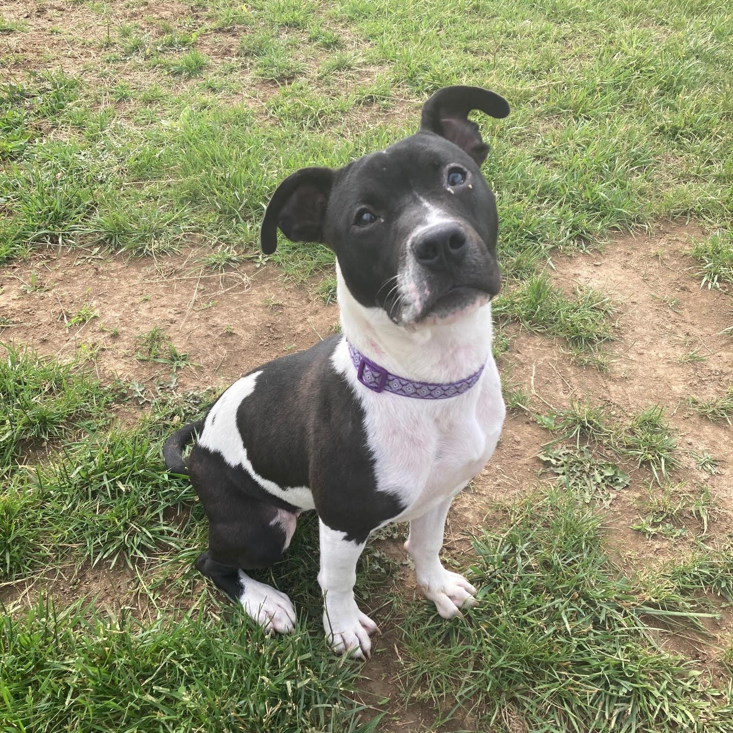 Enlarge Fiona , an adoptable mixed breed in West Jefferson, OH image 4/4