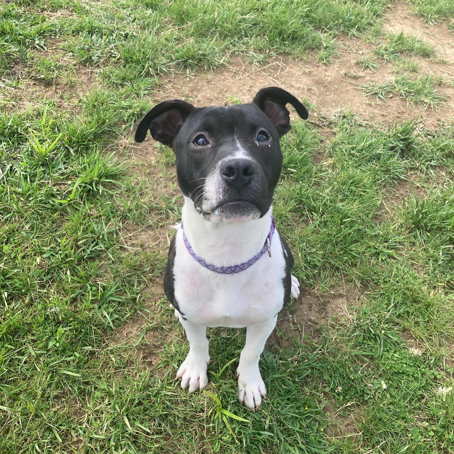 Enlarge Fiona , an adoptable mixed breed in West Jefferson, OH image 3/4