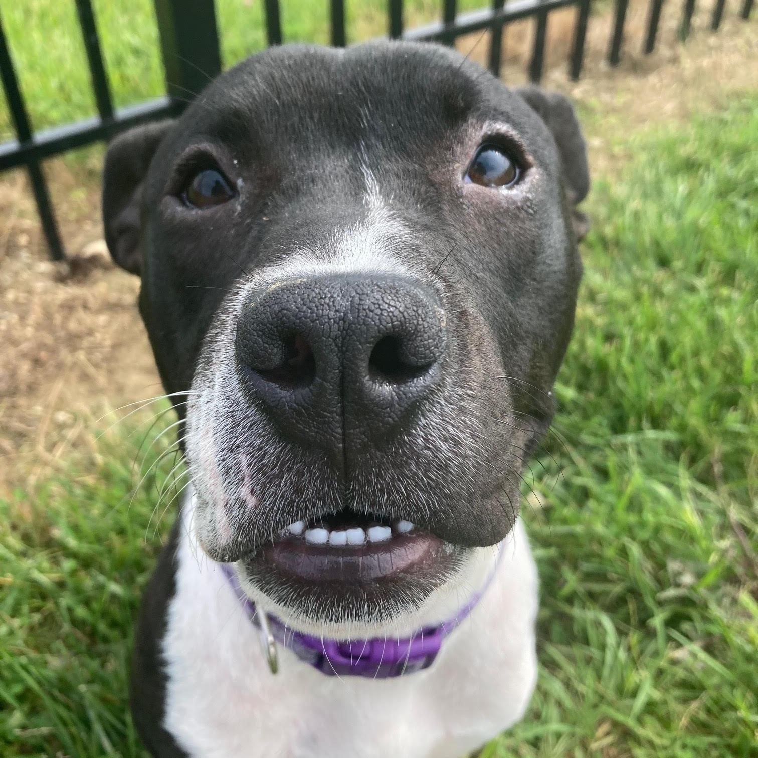 Enlarge Fiona , an adoptable mixed breed in West Jefferson, OH image 2/4
