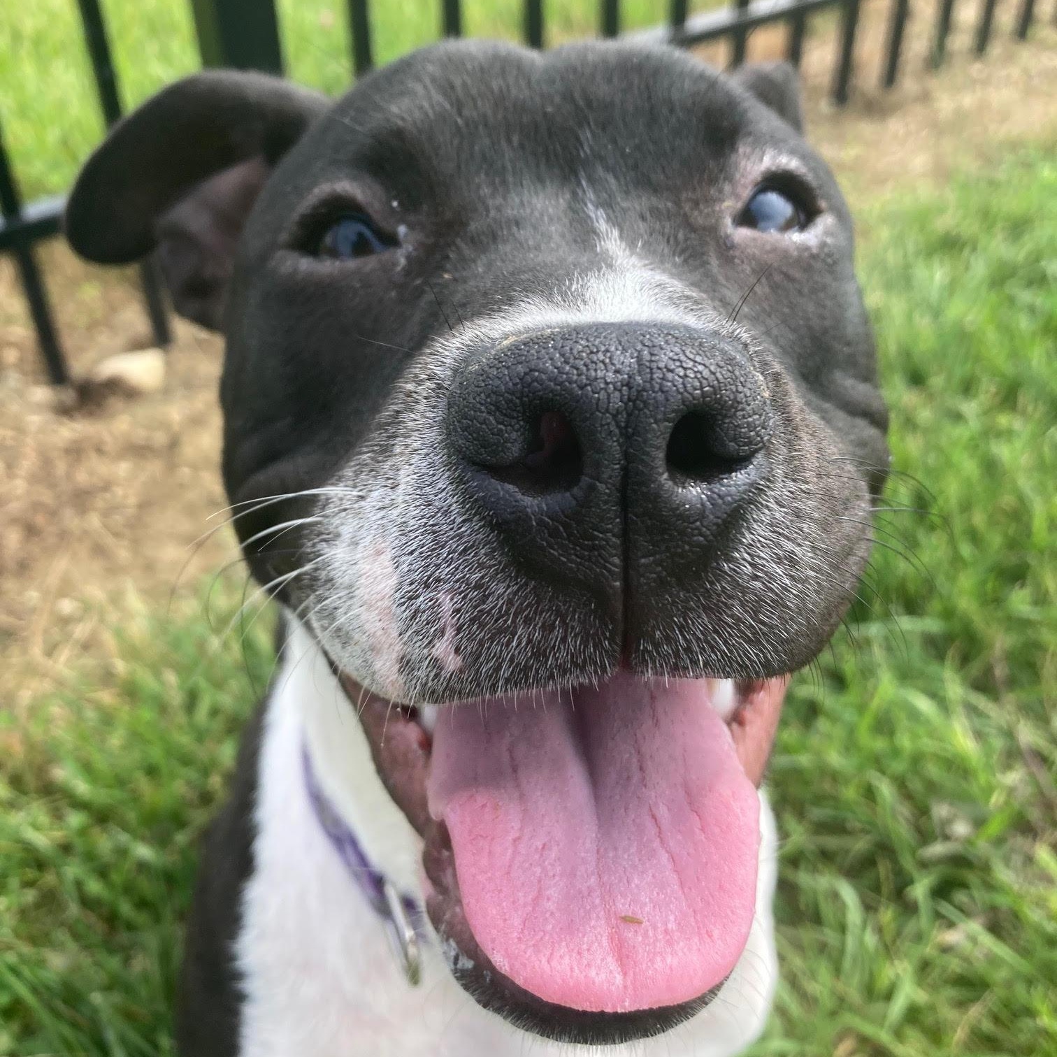 Enlarge Fiona , an adoptable mixed breed in West Jefferson, OH image 1/4