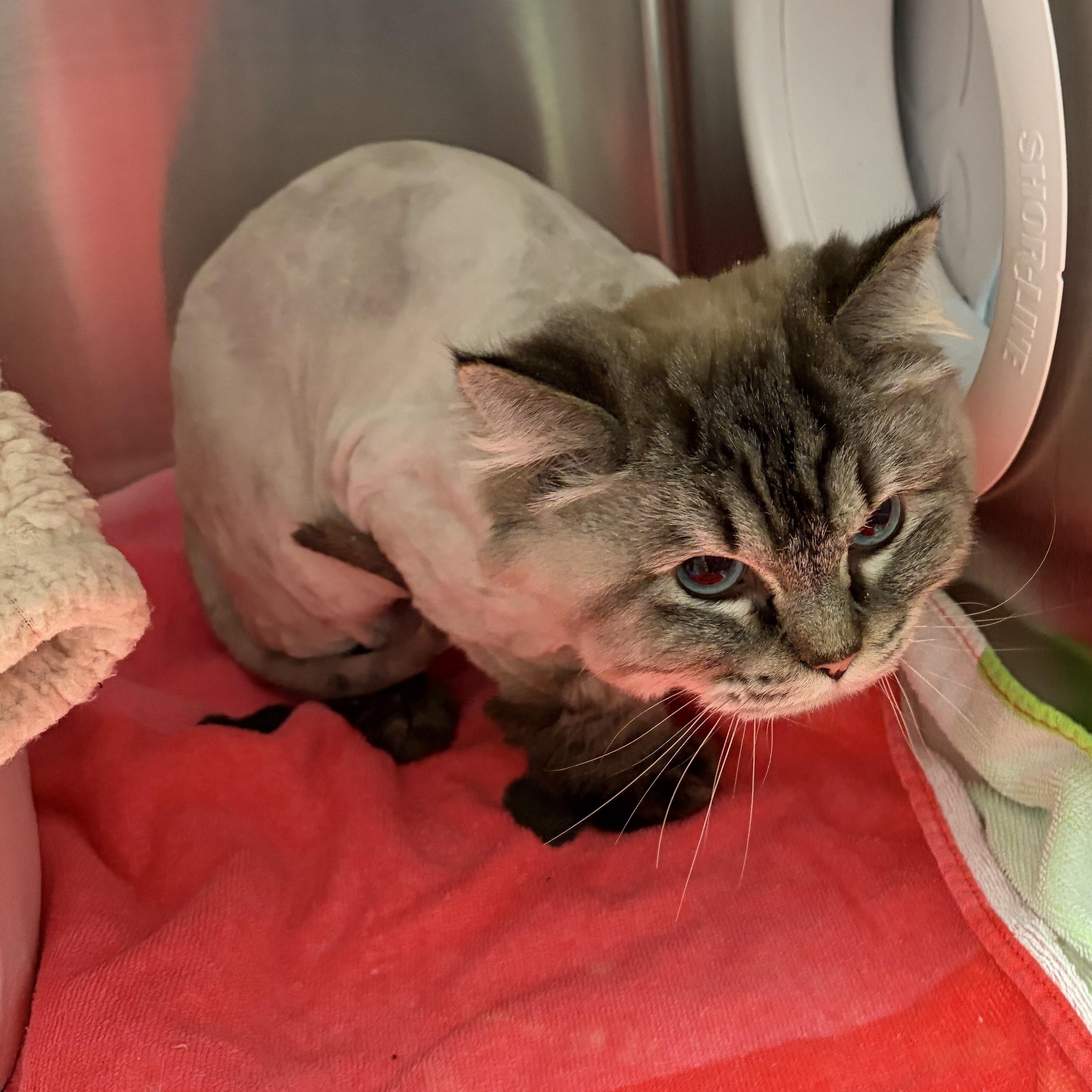 Padme, a Adoptable mixed breed in Scituate, MA image 2/2