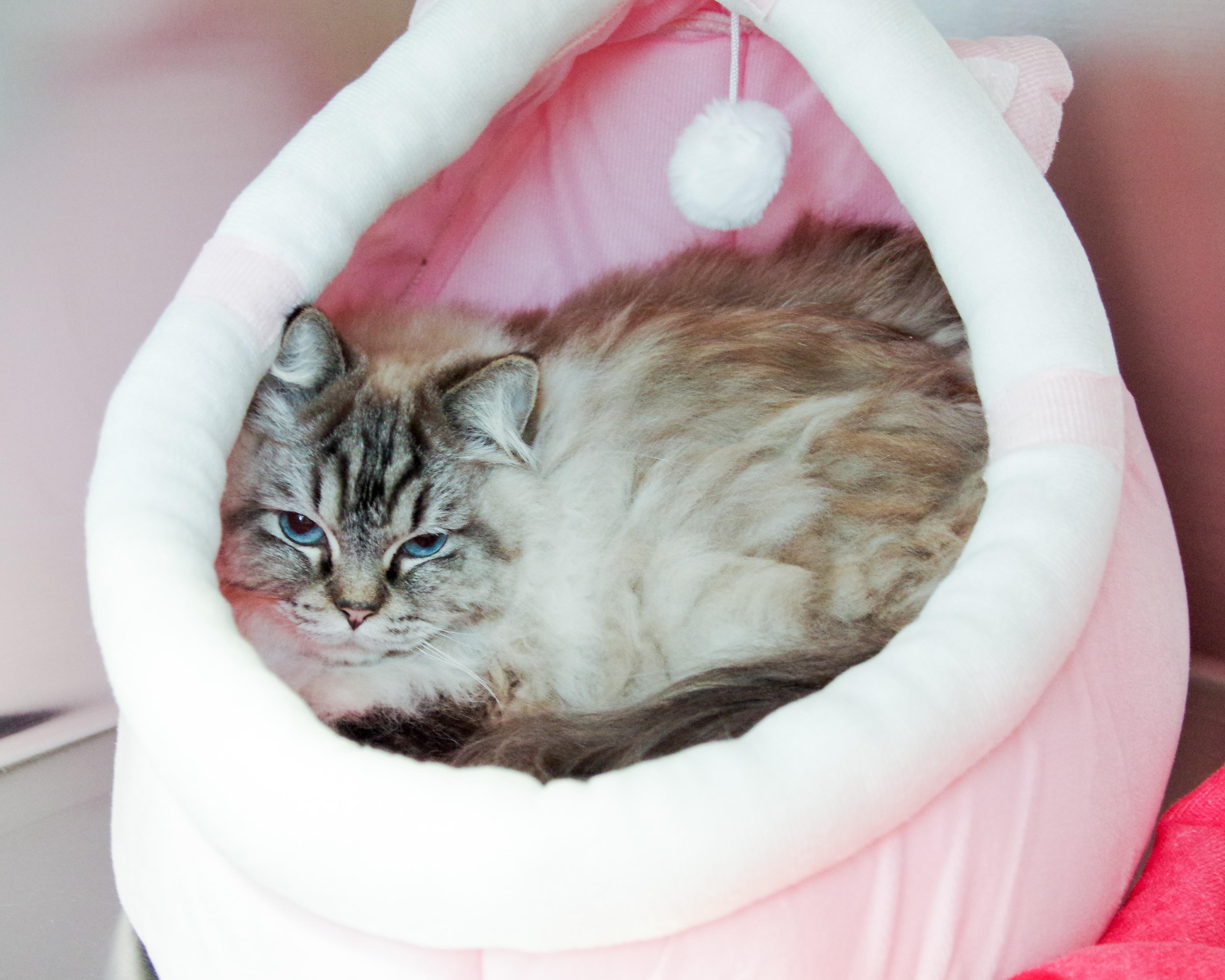 Padme, Adoptable, Young Female Ragdoll.