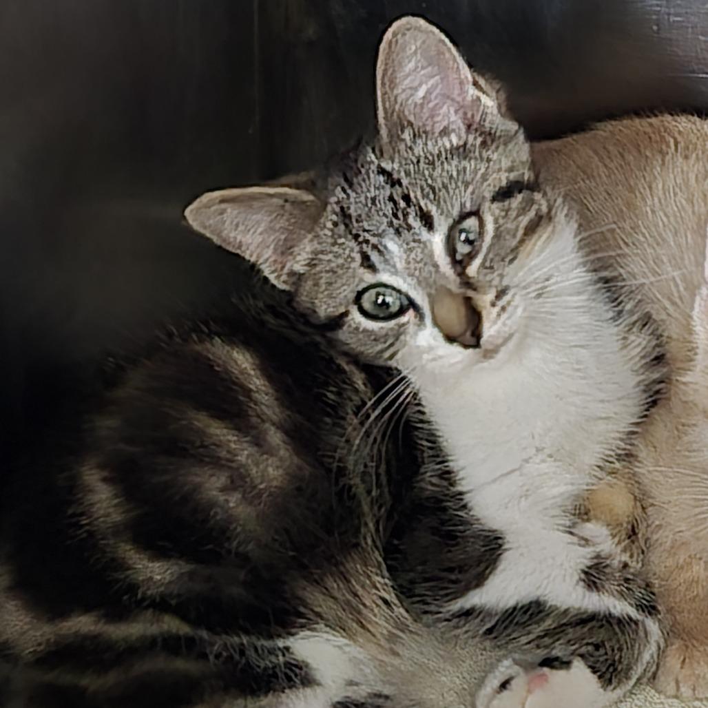 Enlarge Nebraska 26-173, a Adoptable Domestic Short Hair in Tawas City, MI image 1/1