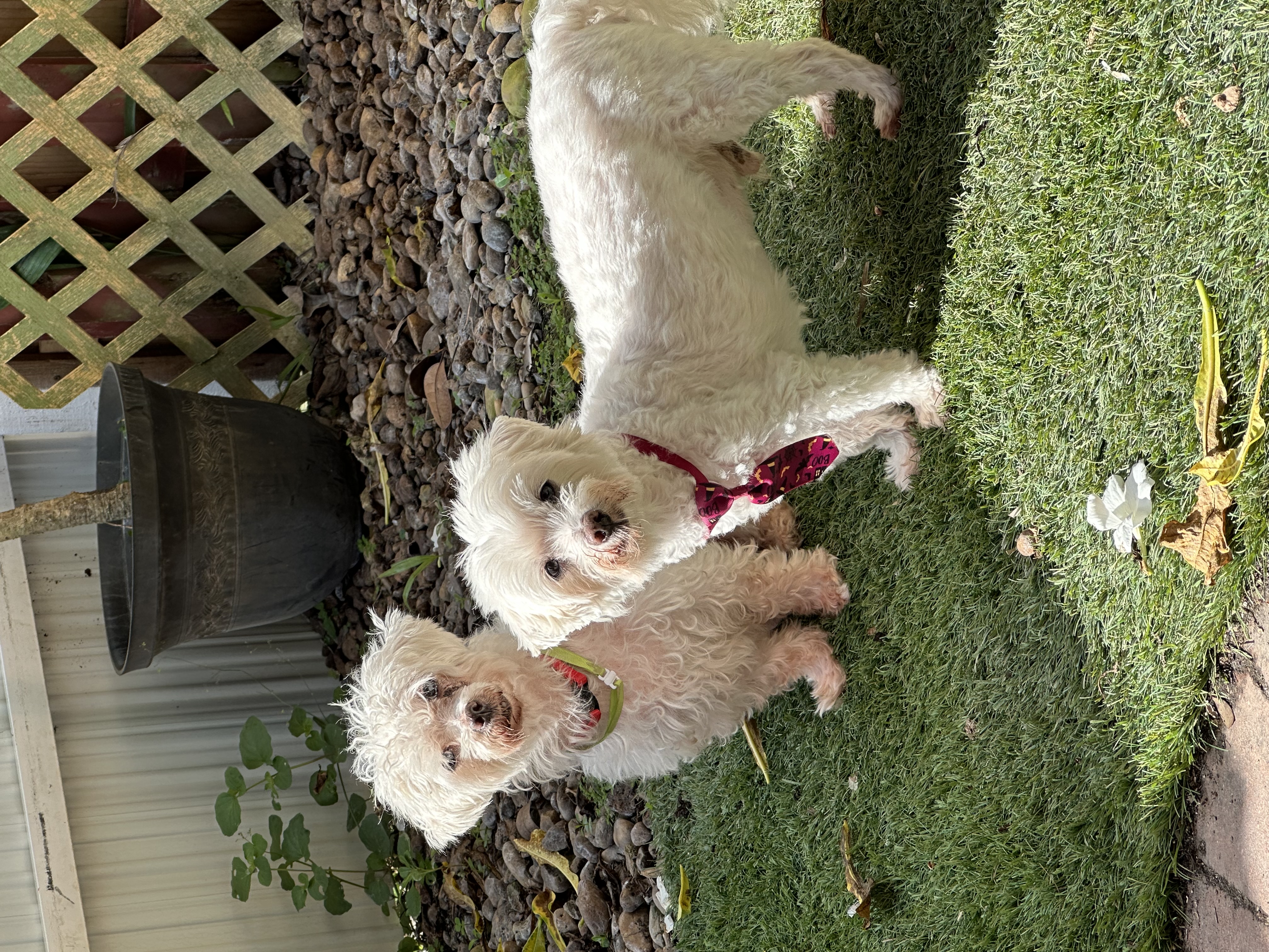 Lilo & Stitch, a Adoptable Maltese image 4/6