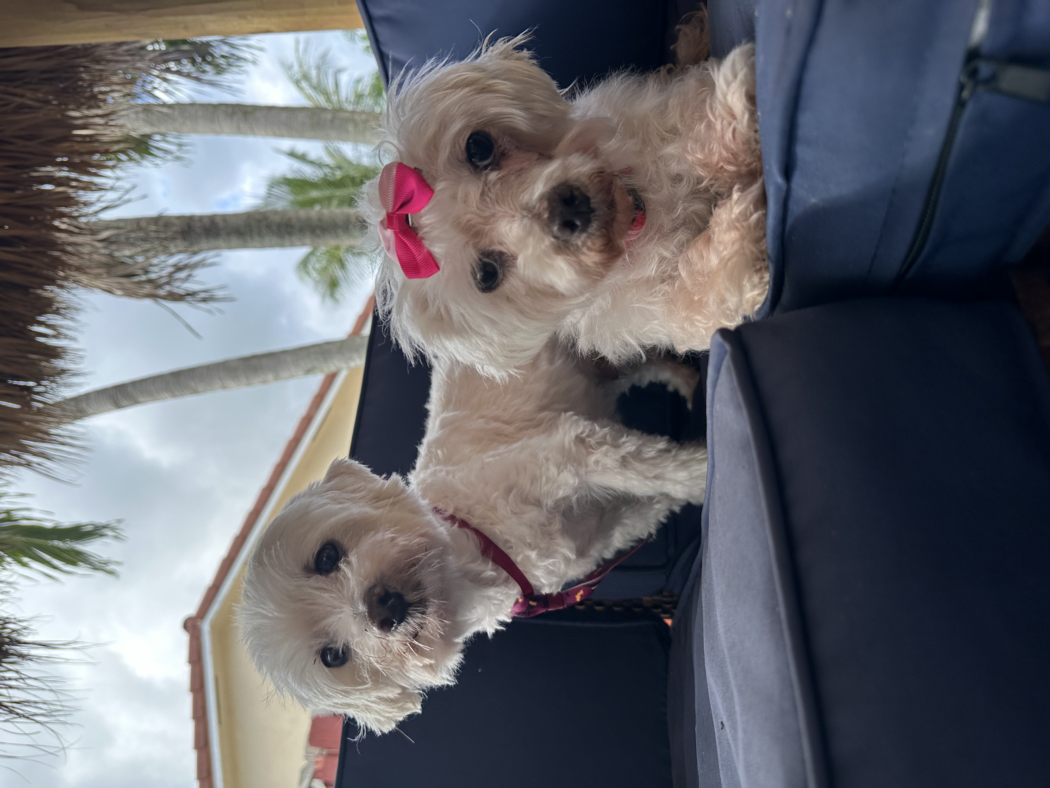 Lilo & Stitch, a Adoptable Maltese image 6/6