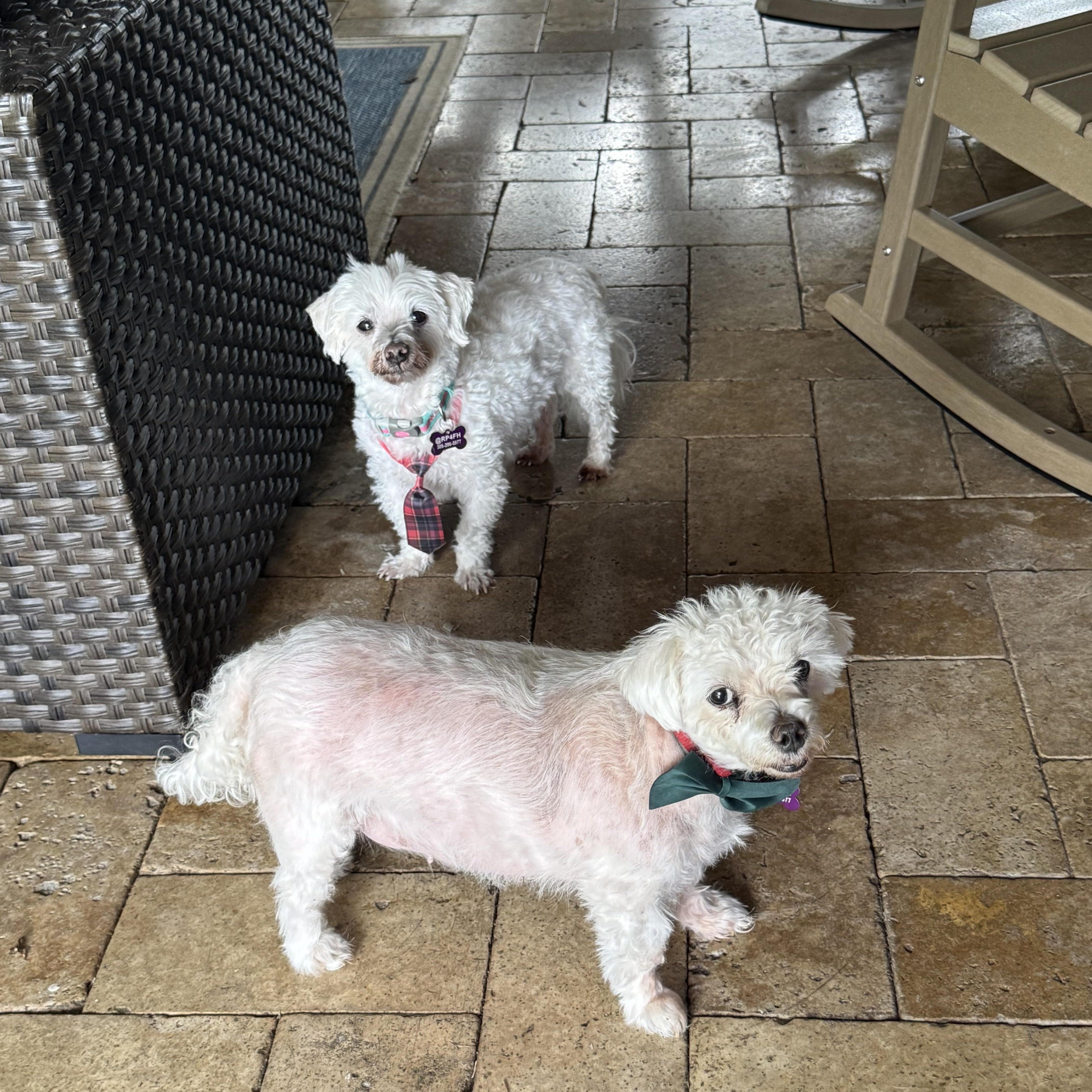 Lilo & Stitch, Adoptable, Adult Female Maltese.
