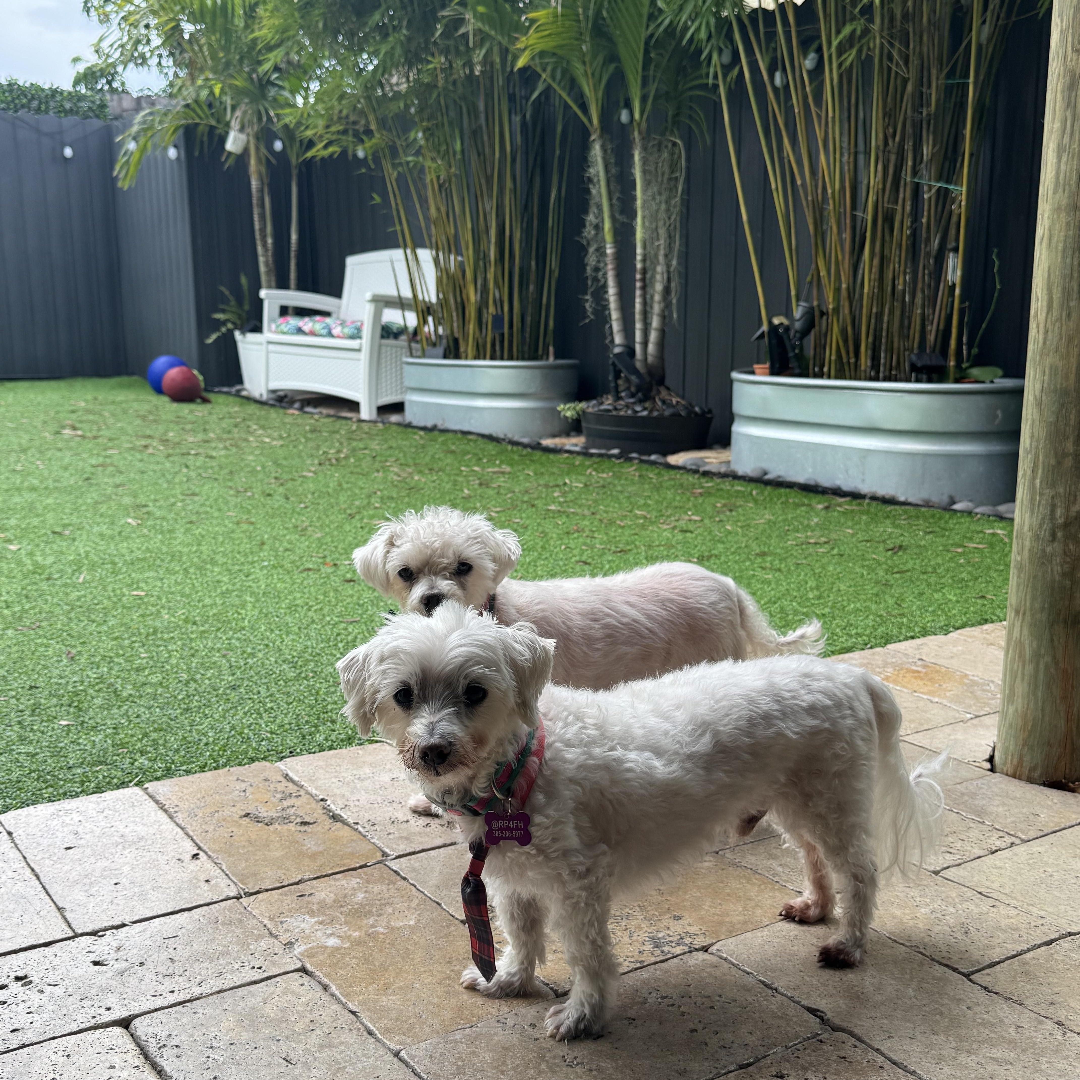Lilo & Stitch, a Adoptable Maltese in Loxahatchee, FL image 2/6