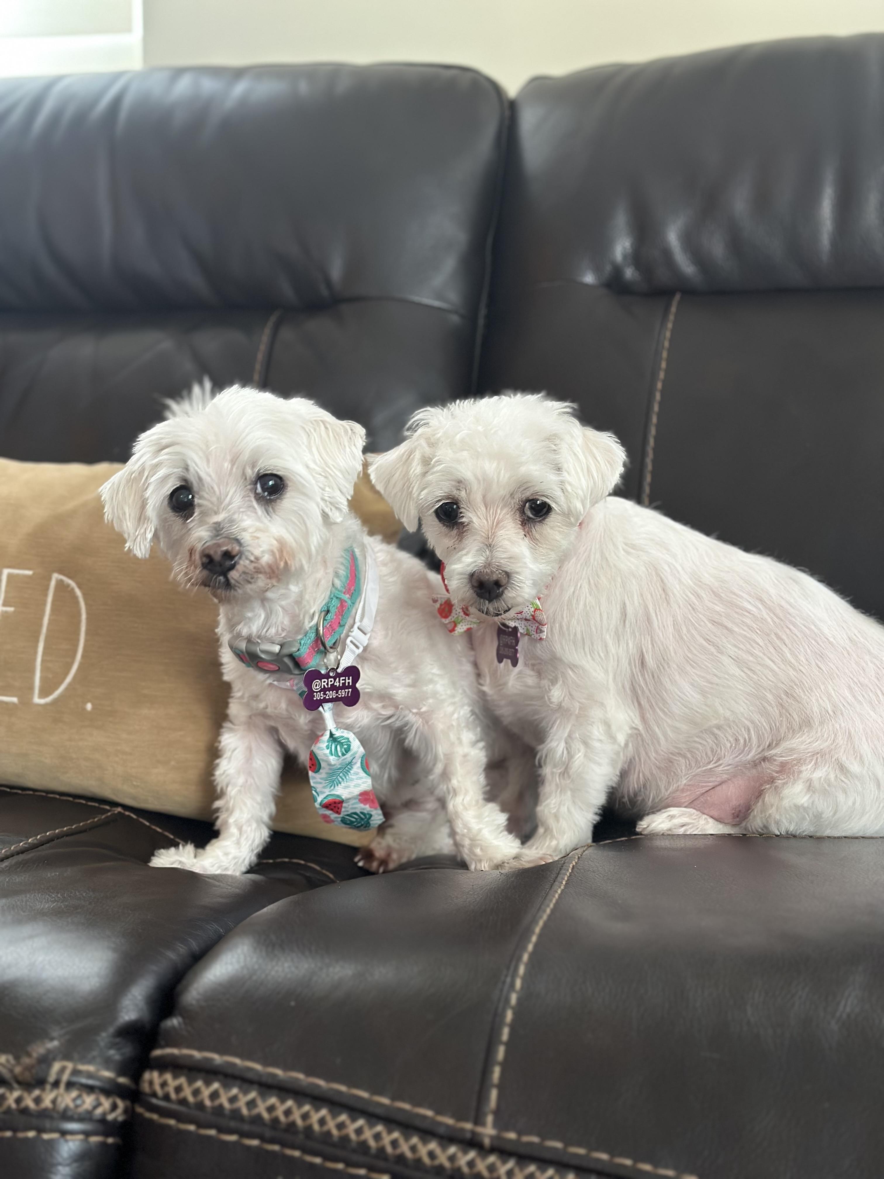 Lilo & Stitch, a Adoptable Maltese in Loxahatchee, FL image 3/6