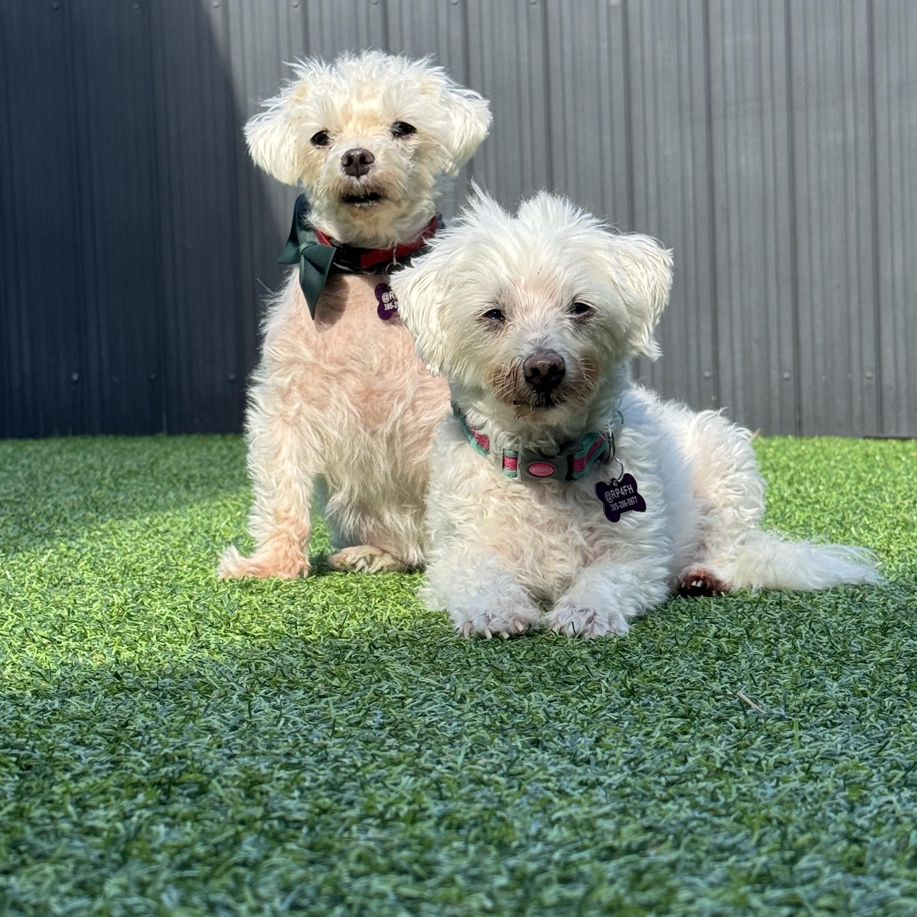 Lilo & Stitch, a Adoptable Maltese image 2/6