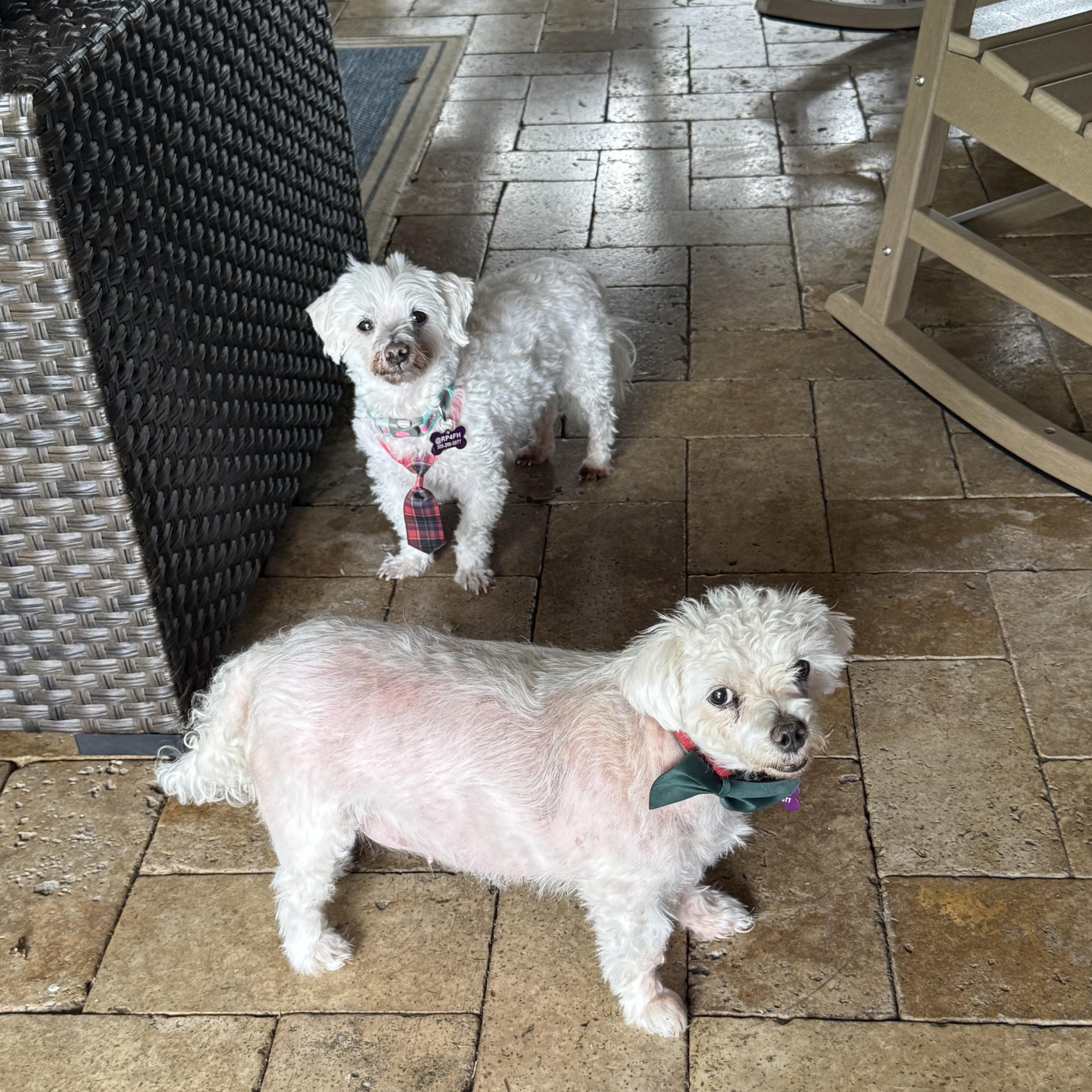 Lilo & Stitch, a Adoptable Maltese image 5/6