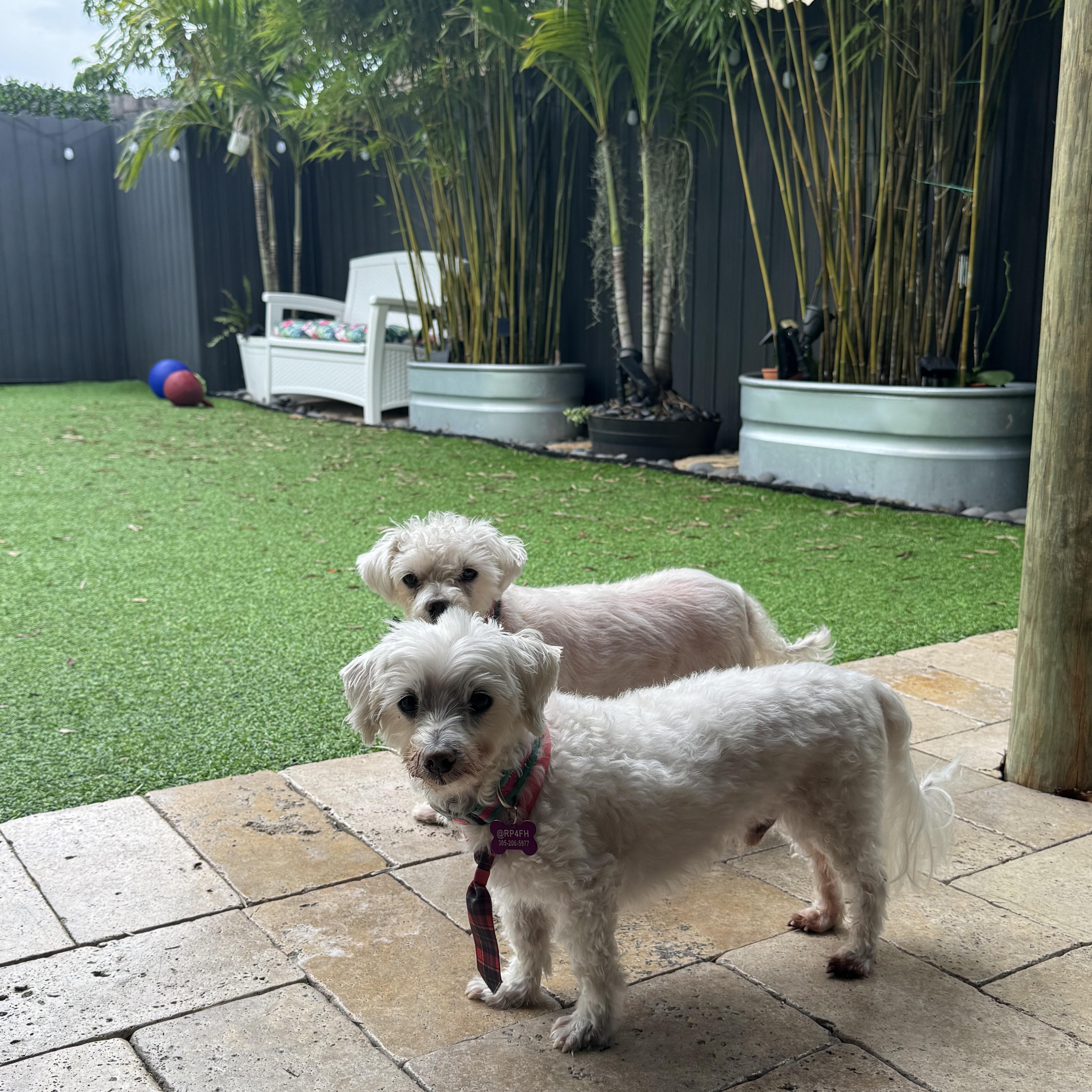 Lilo & Stitch, a Adoptable Maltese image 3/6