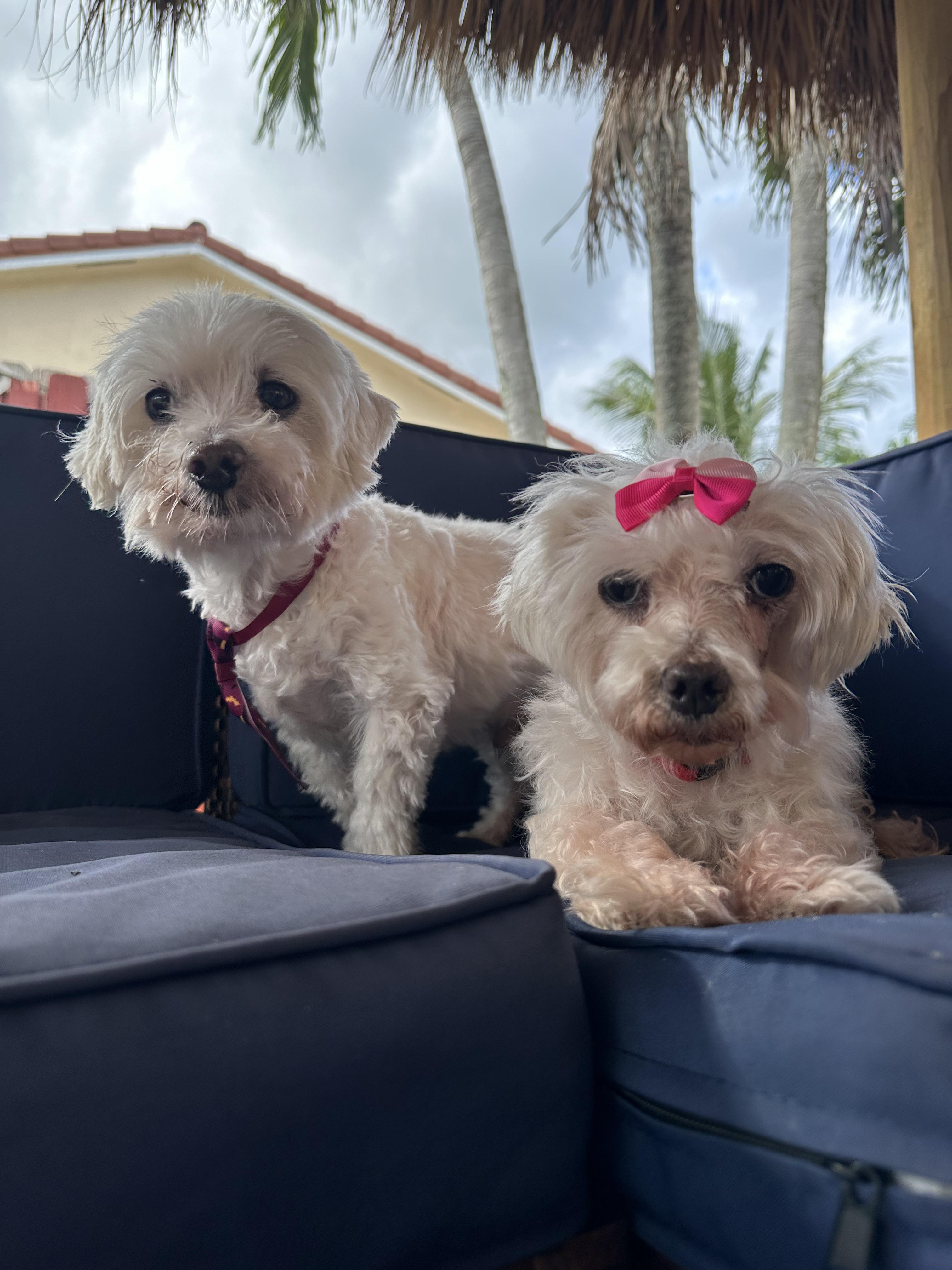 Lilo & Stitch, a Adoptable Maltese in Loxahatchee, FL image 5/6