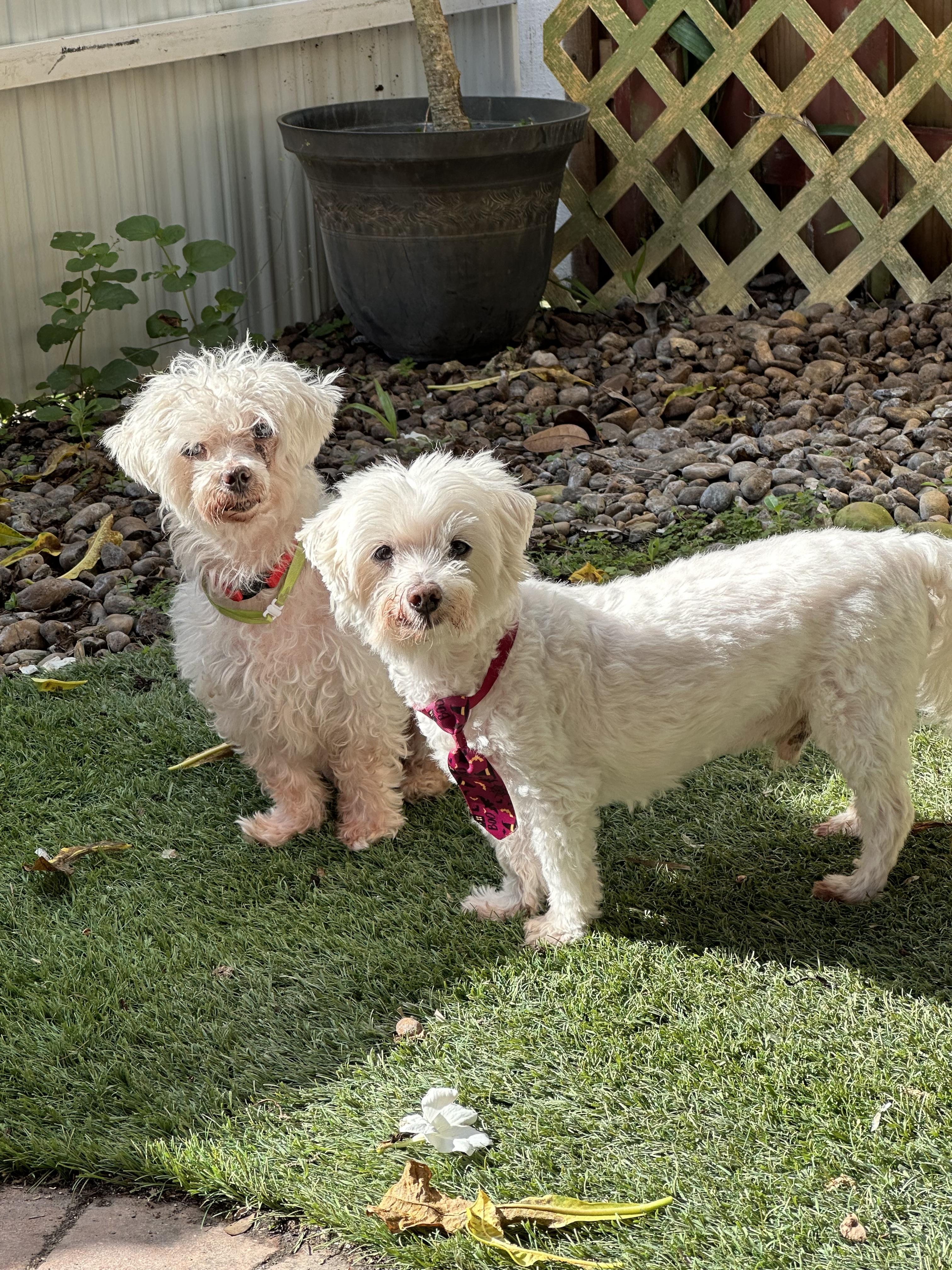 Lilo & Stitch, a Adoptable Maltese in Loxahatchee, FL image 6/6