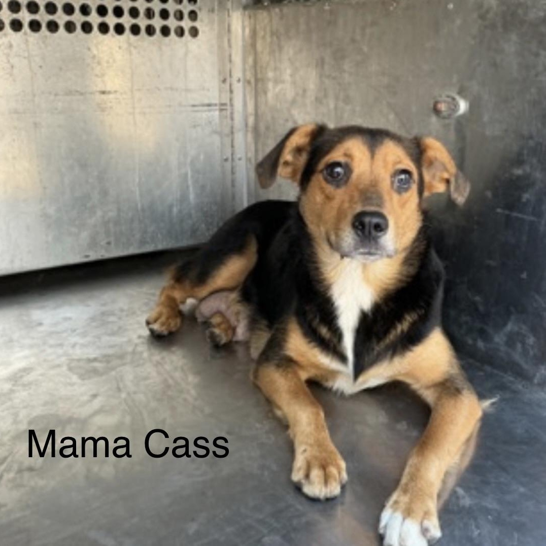 Mama Cass, ADOPTABLE, Young Female Hound.