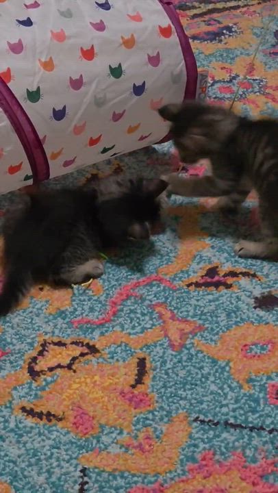 Enlarge George, a Adopted mixed breed in Bulverde, TX video 4/5