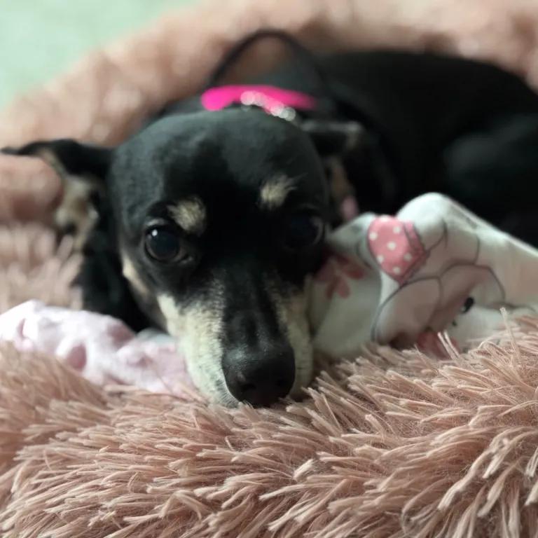 Enlarge Chloe, a ADOPTABLE mixed breed in Port Charlotte, FL image 4/4