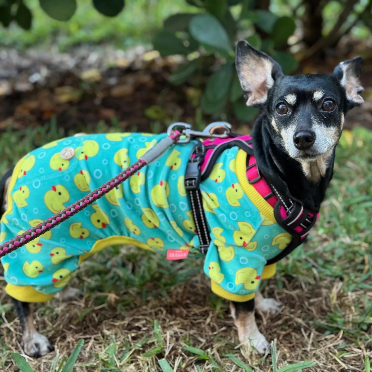 Enlarge Chloe, a ADOPTABLE mixed breed in Port Charlotte, FL image 1/4