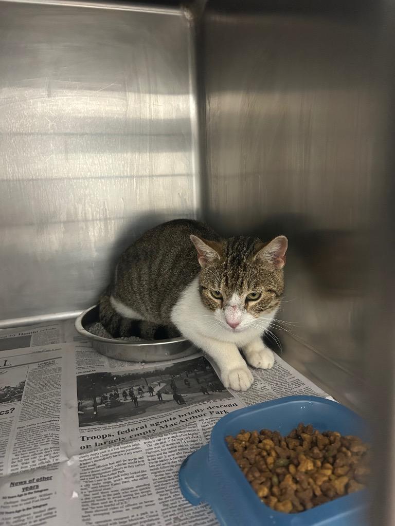 Robert, Adoptable, Young Male Domestic Short Hair.