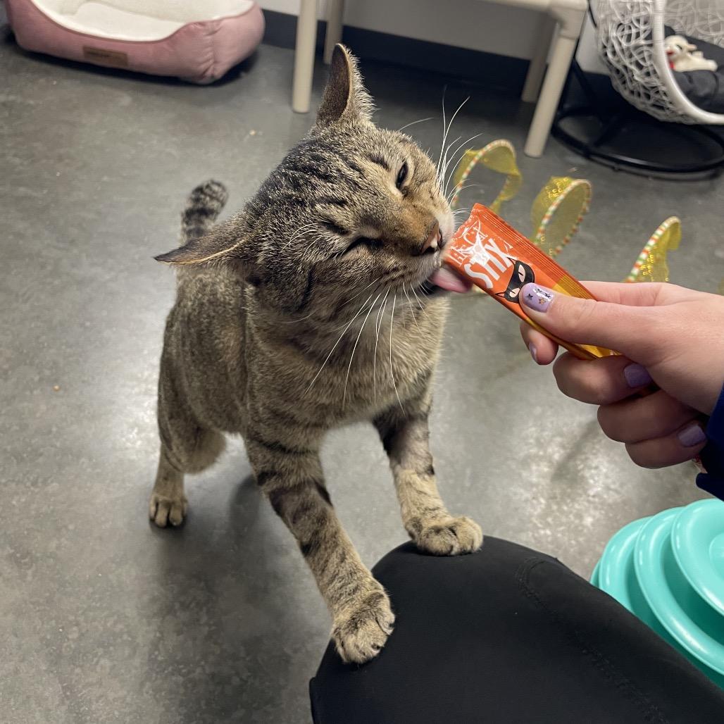 Preston, Adoptable, Adult Male Domestic Short Hair.