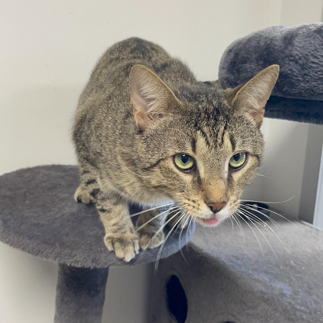 Enlarge Preston, a Adoptable Domestic Short Hair in Dickinson, TX image 2/6