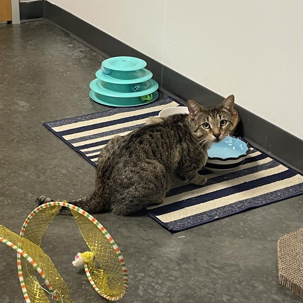 Enlarge Preston, a Adoptable Domestic Short Hair in Dickinson, TX image 3/6