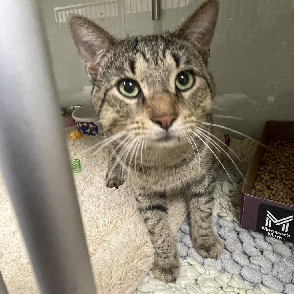 Enlarge Preston, a Adoptable Domestic Short Hair in Dickinson, TX image 4/6