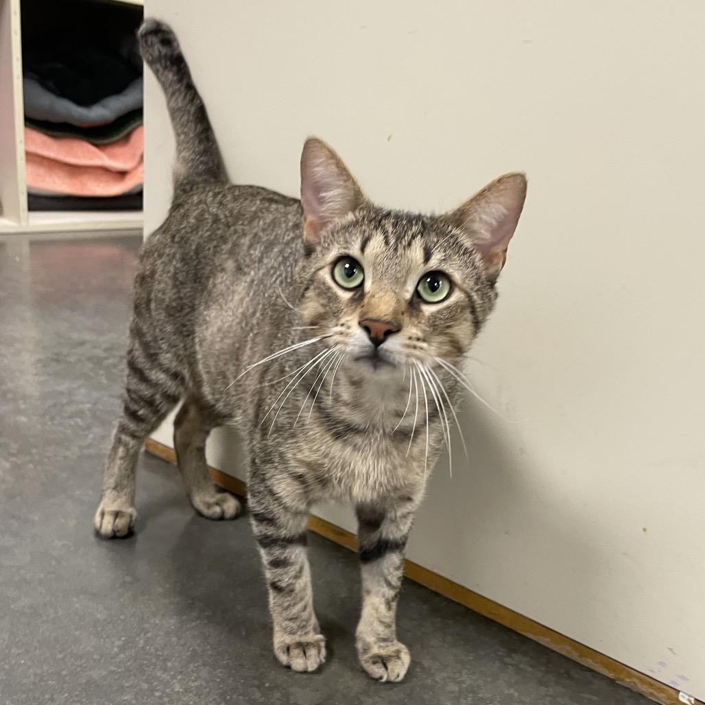 Enlarge Preston, a Adoptable Domestic Short Hair in Dickinson, TX image 4/6