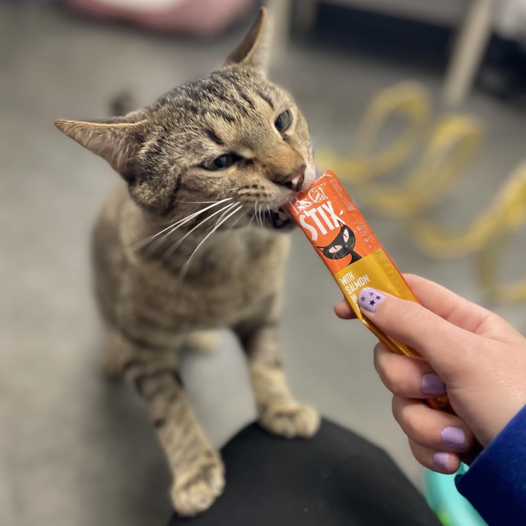 Enlarge Preston, a Adoptable Domestic Short Hair in Dickinson, TX image 5/6