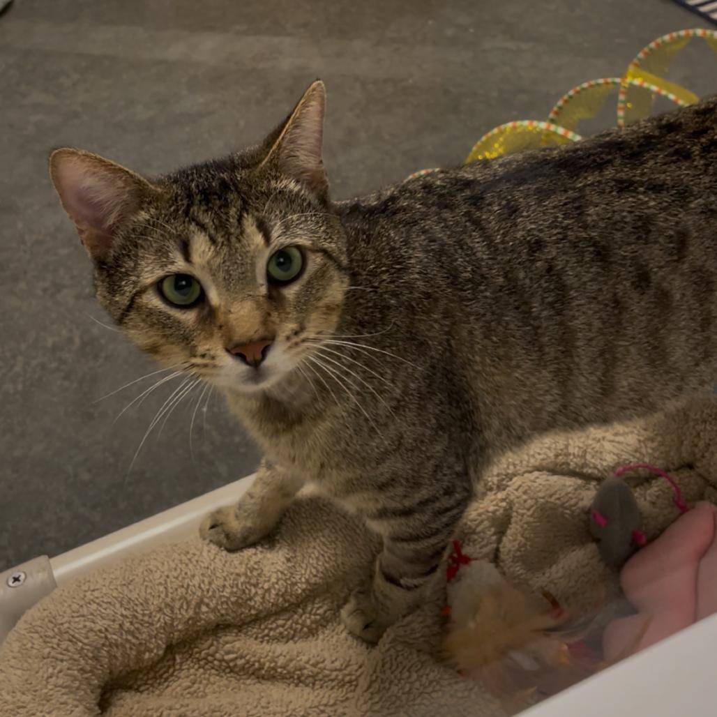 Enlarge Preston, a Adoptable Domestic Short Hair in Dickinson, TX image 6/6