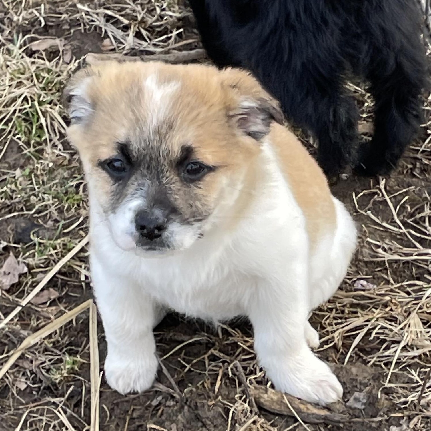 Enlarge MABEL, a Adoptable mixed breed in Cincinnati, OH image 3/3