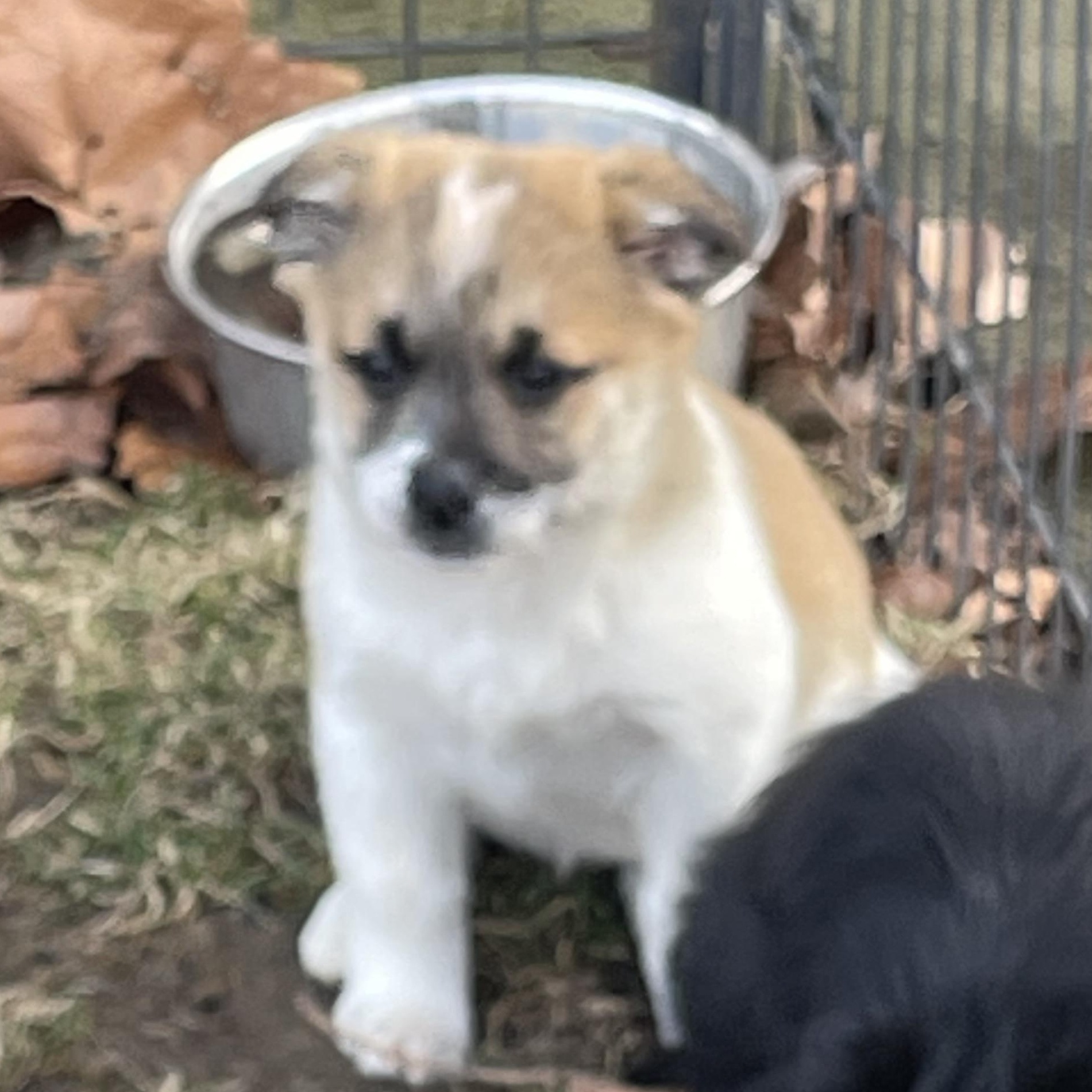 Enlarge MABEL, a Adoptable mixed breed in Cincinnati, OH image 2/3